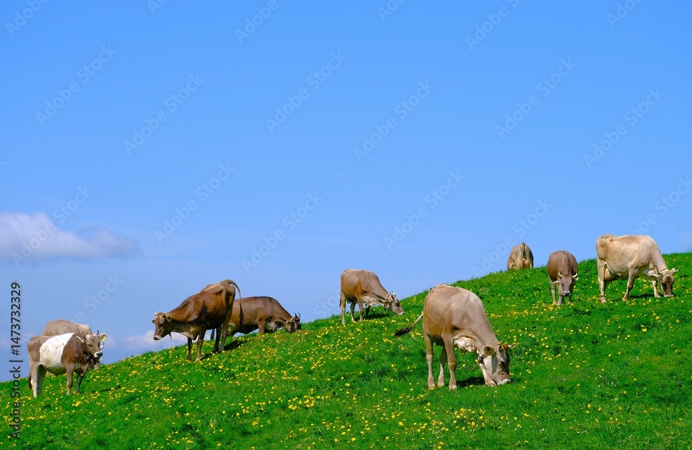 Obraz premium glückliche Kühe