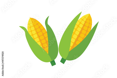 Two Ears of Boiled Sweet Corn Isolated