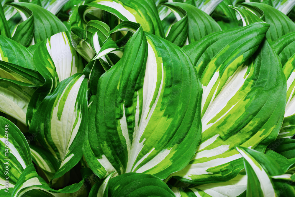 Fototapeta premium The beauty of natural Hosta leaves in the garden.