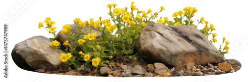 yellow flowers and rocks on isolated black background