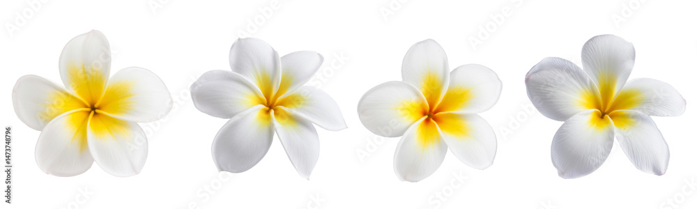 Naklejka premium frangipani flowers isolated on white background