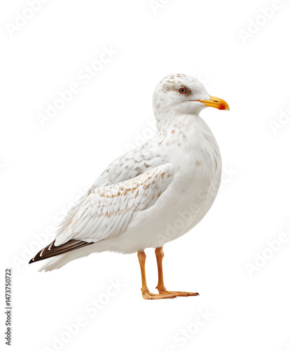 A seagull in mid-flight with its wings spread wide, showcasing its graceful movement and natural beauty. Concept of freedom, nature, and wildlife