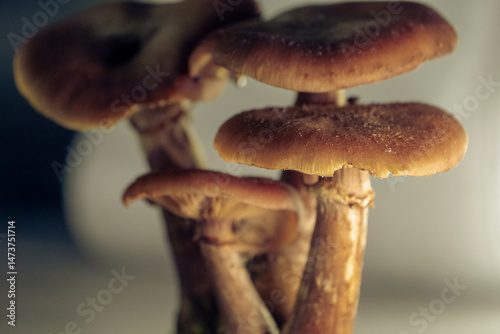 Armillaria mellea - Honey fungus mushroom