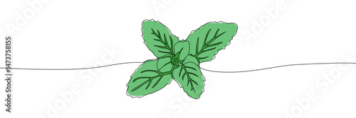 Hand-drawn mint leaf illustration with fine outlines and vibrant green color, isolated on a white background, ideal for botanical designs