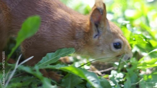 A squirrel runs on the grass