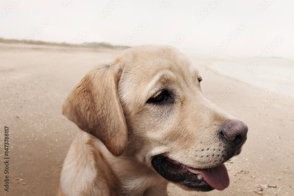 happy dog looks curiously at the sea happy dog looks curiously at the sea