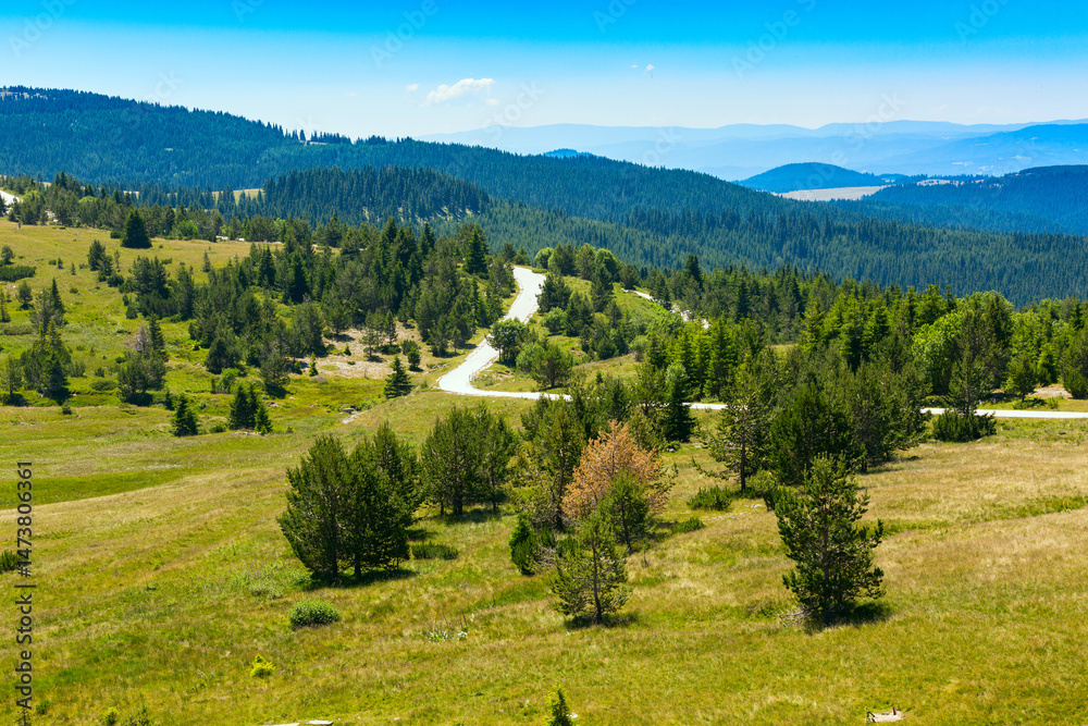 Beautiful pine trees in high mountains landscape