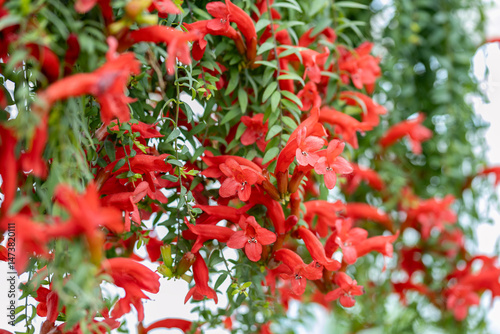 Close up on the flowers of a Aeschynanthus “Japhrolepis”. The common name for some species of Aeschynanthus is lipstick plant. Several species are valued in temperate climates as houseplants.