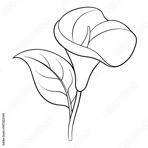 Calla Lily Outline for Botanical Coloring Book Page Featuring Elegant Floral and Garden Elements