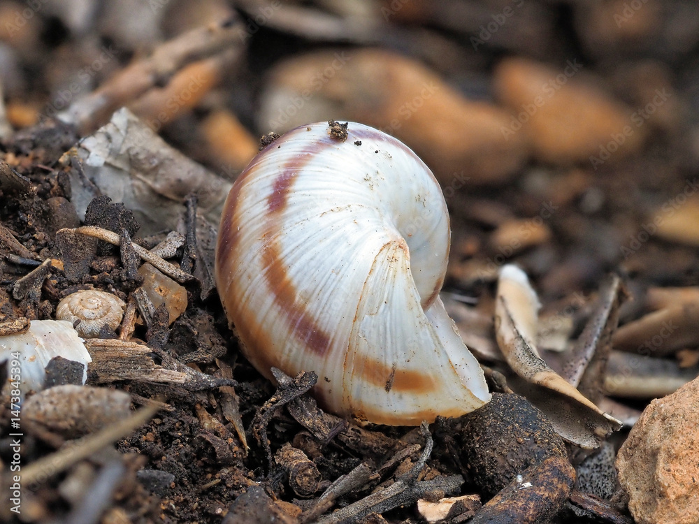 Snail shell among twigs and soil, its spiral form against the rough textures of the earth, capturing the essence of nature’s details. Snail shell among twigs and soil, its spiral form against the rough textures of the earth, capturing the essence of nature’s details.
