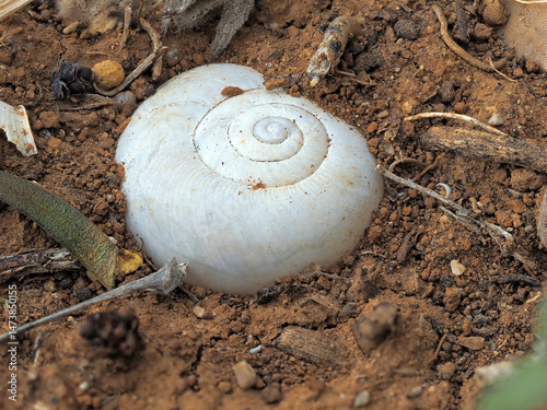 A closeup of a white spiral shell partially buried in dry soil. The shell’s smooth surface and concentric rings contrast with the granular texture of the earth.