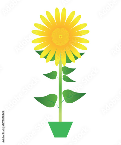 Sunflower in Pot Vector Illustration Isolated on White Background