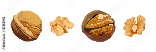 Realistic vector set of whole walnuts and separated walnut kernels, ideal for food packaging, nutrition, or healthy eating concepts