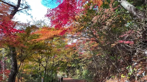Pathway leading through a vibrant autumn forest with colorful leaves in Takayama, Japan