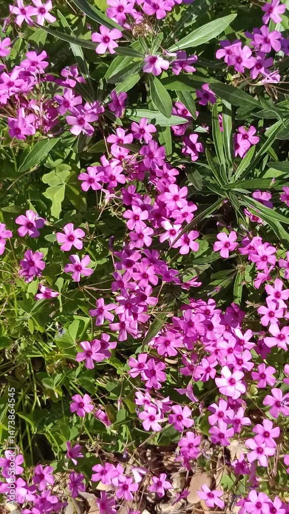 petites fleurs violettes couvre sol, en gros plan