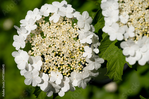 Fototapeta Naklejka Na Ścianę i Meble -  Blossom of Common snowball (Viburnum opulus)