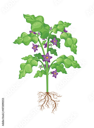 A cartoon of an eggplant plant with purple flowers and green leaves