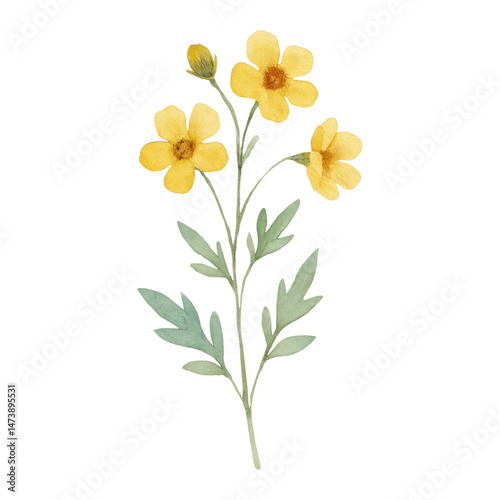 Fototapeta Naklejka Na Ścianę i Meble -  PNG Delicate watercolor yellow flowers.