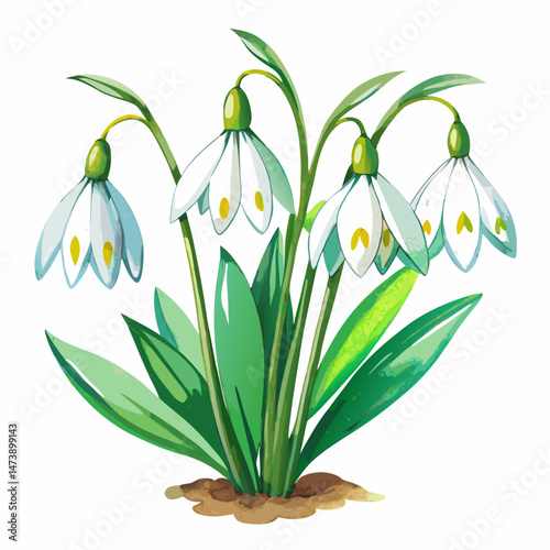 Watercolor realistic Beautiful Snowdrop flowers vector illustration on white background