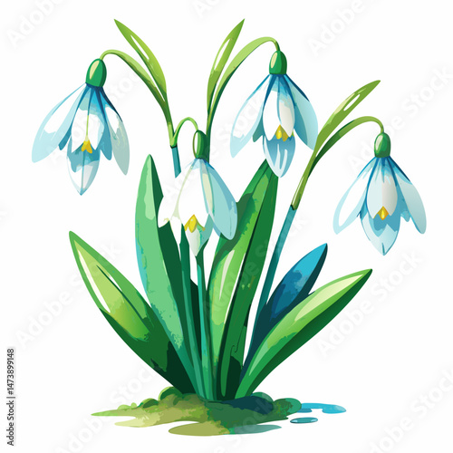 Watercolor realistic Beautiful Snowdrop flowers vector illustration on white background