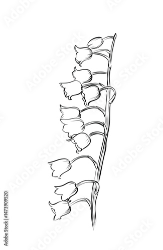 Canvastavla Lily of the valley flower stem isolated vector