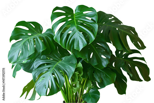 Lush, vibrant green foliage of a tropical plant with large, deeply lobed leaves, isolated on a black background photo