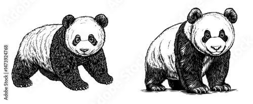 Current illustration of a comical panda cartoon isolated against a clean white background
