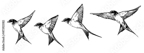 The image of flying birds in silhouette showcases a flock of black marine birds, including doves, seagulls, and swallows, set against a white background to symbolize modern freedom