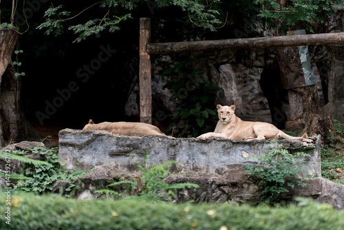 Wall Mural Two White Lionesses Resting in a Shaded Enclosure