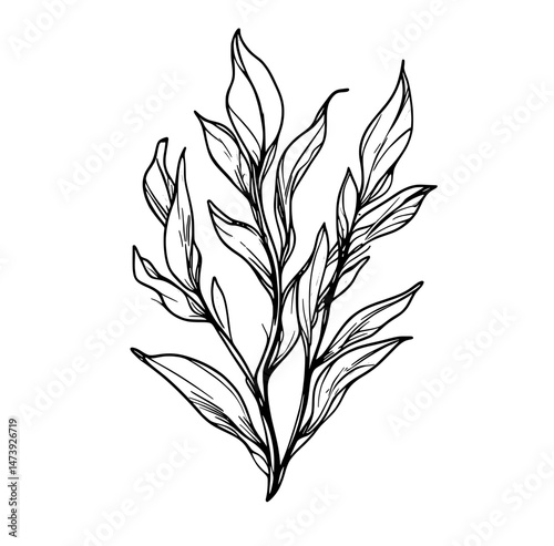Aquarium aquatic weed, coral reef marine algae, and tropical sea undersea flora feature a prominent cartoon underwater Macrocystis seaweed plant