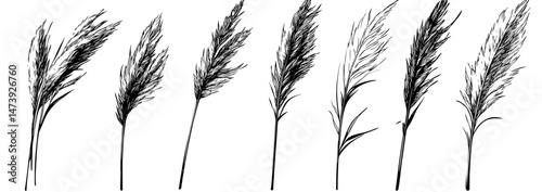 Dried pampas grass, embodying the essence of steppe nature or prairie flora, is frequently used in autumn gardens or modern house interiors, where its bending branches and dried leaves and seeds sway