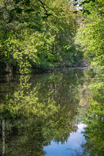 Les reflets profonds de la forêt se dessinent à la surface calme de la gouille à Marion, capturant la beauté paisible du paysage naturel.