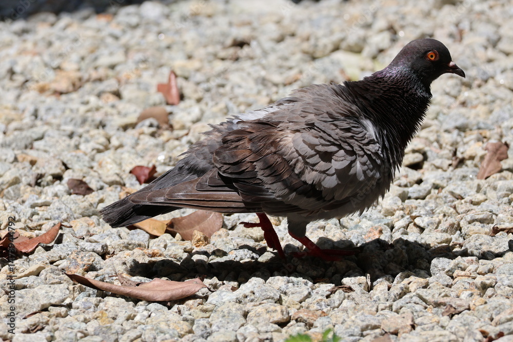 Obraz premium Grey pigeon - Rock Pigeon (Columba livia) on rocky ground, under the bright sunlight, fluffing its feathers. Note the purple and green iridescence seen near its neck.