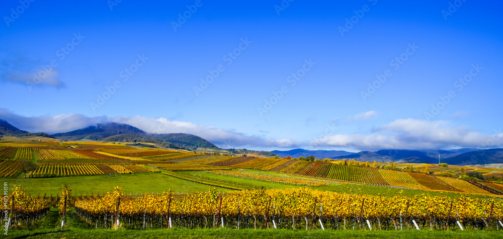 Fototapeta premium The most beautiful vineyard view of 2020 in the Palatinate. A landscape with vineyards near Ilbesheim. Nature along the Kleine Kalmit in the Palatinate Forest Biosphere Reserve near Landau. 
