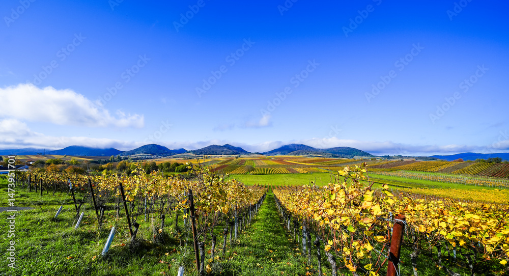 Fototapeta premium The most beautiful vineyard view of 2020 in the Palatinate. A landscape with vineyards near Ilbesheim. Nature along the Kleine Kalmit in the Palatinate Forest Biosphere Reserve near Landau. 