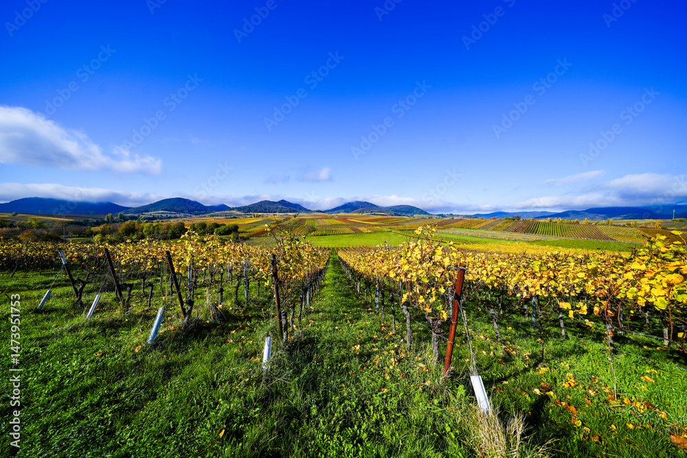 Fototapeta premium The most beautiful vineyard view of 2020 in the Palatinate. A landscape with vineyards near Ilbesheim. Nature along the Kleine Kalmit in the Palatinate Forest Biosphere Reserve near Landau.