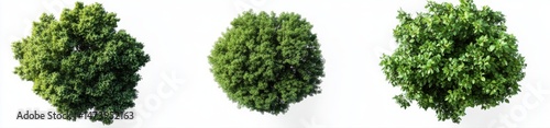 Three round, dense clusters of lush green foliage