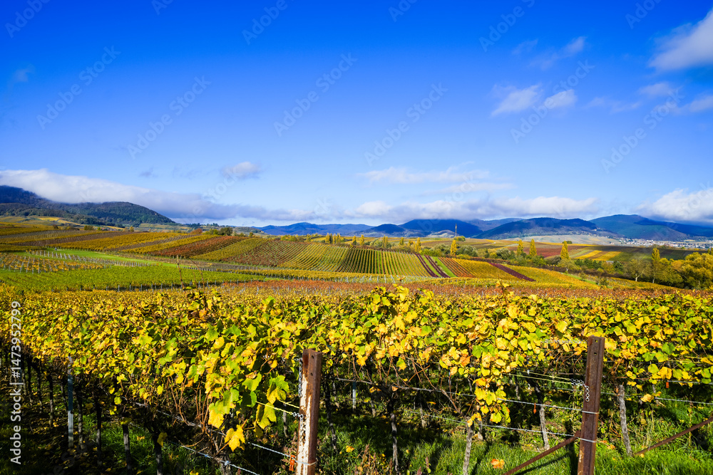 Fototapeta premium The most beautiful vineyard view of 2020 in the Palatinate. A landscape with vineyards near Ilbesheim. Nature along the Kleine Kalmit in the Palatinate Forest Biosphere Reserve near Landau. 