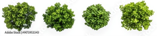 Four Round Greenery Clusters Against White Background