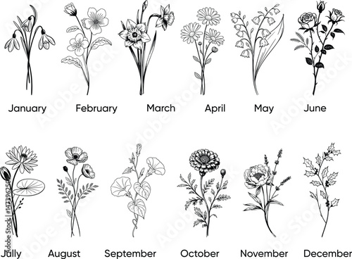 12 Birth month flowers including Carnation, Violet, Daffodil, Daisy, Lily of the Valley, Rose, Water Lily, Poppy, Aster, Cosmo, Chrysanthemum and Narcissus for printing. Vector flowers set collection.