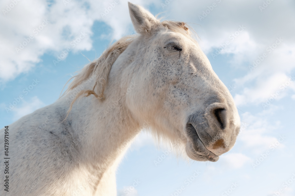 Fototapeta premium 馬