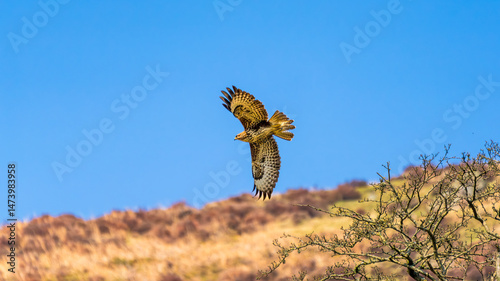 Εκτύπωση καμβά Common Buzzard (Buteo buteo) banking mid-flight with a watchful gaze over windsw