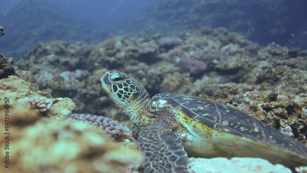Obraz premium 岩場で休むアオウミガメ