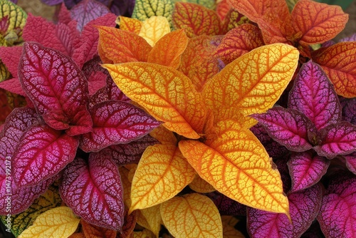 Vibrant Coleus A kaleidoscope of colorful leaves showcasing nature's artistic palette. photo