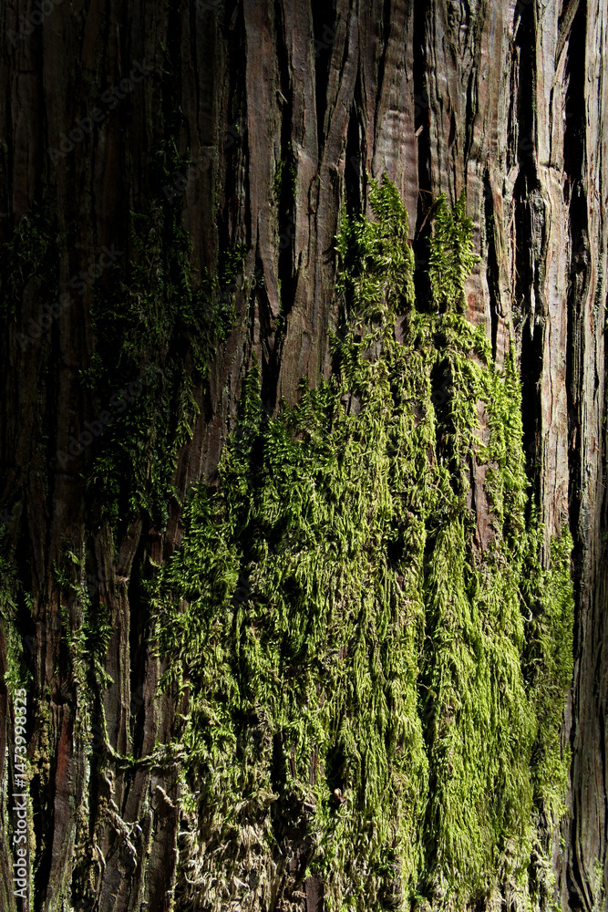 Obraz premium Green moss on the trunk of a tree in the rainforest.