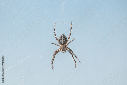 European garden spider (Araneus diadematus) in a spider web close-up