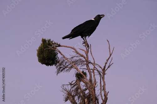 Obraz na płótnie Single Corvus albicollis (Large-billed raven) sitting on tree, Kilimanjaro, Machame Route, Tanzania w salonie