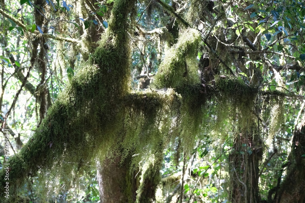 Old Man's Beard (Usnea Barbata) hanging from branches in rainforest on Kilimanjaro, Machame Route, Tanzania