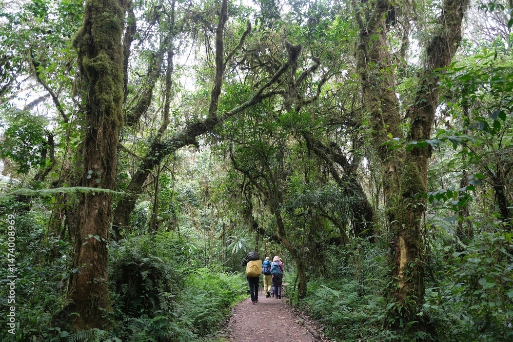 Silhouettes of porters with luggage and tourists on trail in rainforest, during trekking on Machame Route. Kilimanjaro, Tanzania