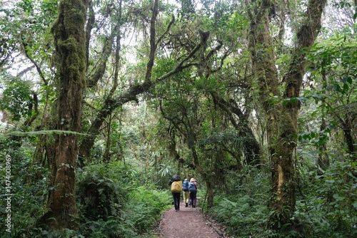 Obraz na płótnie Silhouettes of porters with luggage and tourists on trail in rainforest, during trekking on Machame Route. Kilimanjaro, Tanzania w salonie